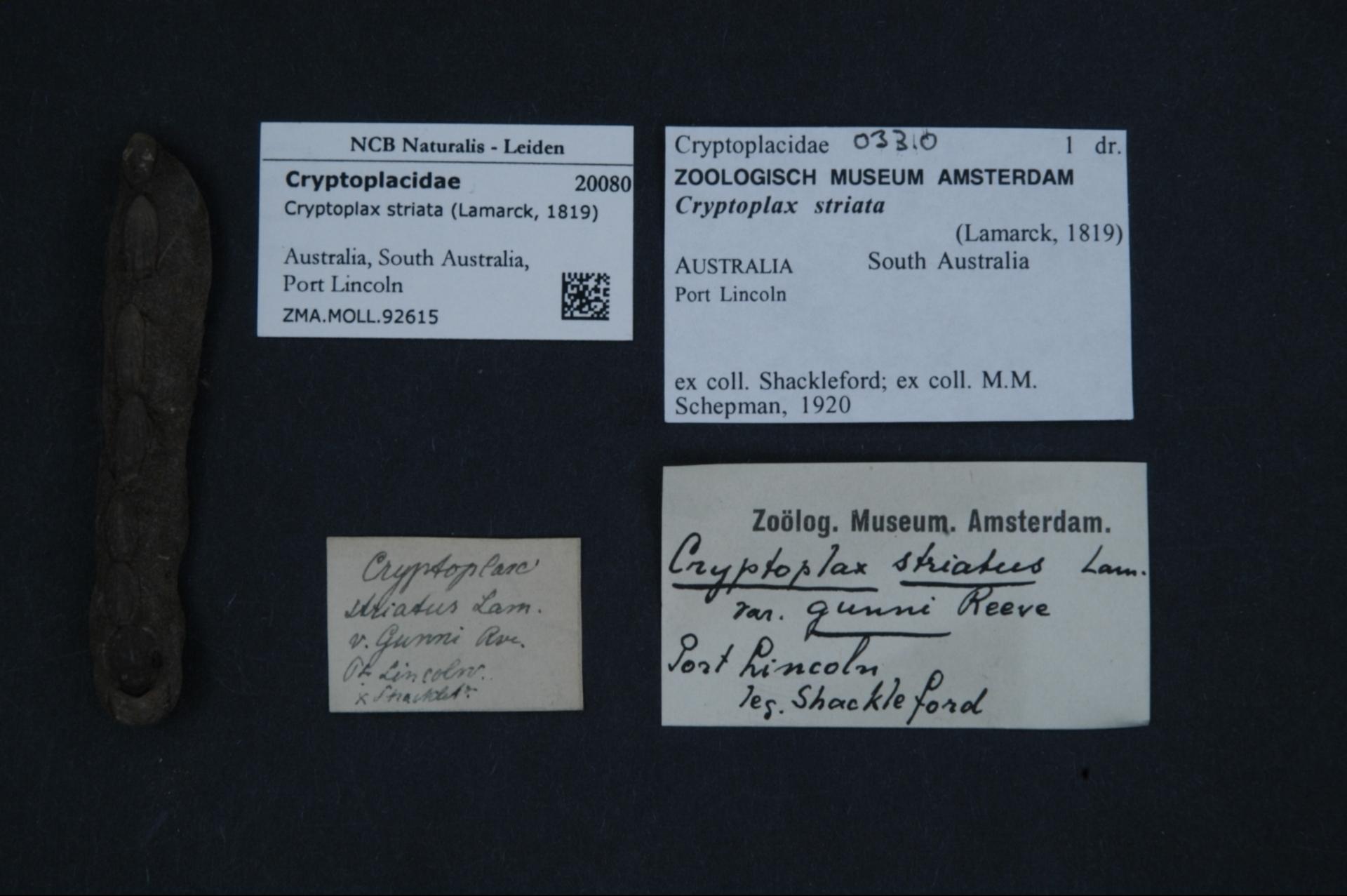 how to mine bitcoin from your pc