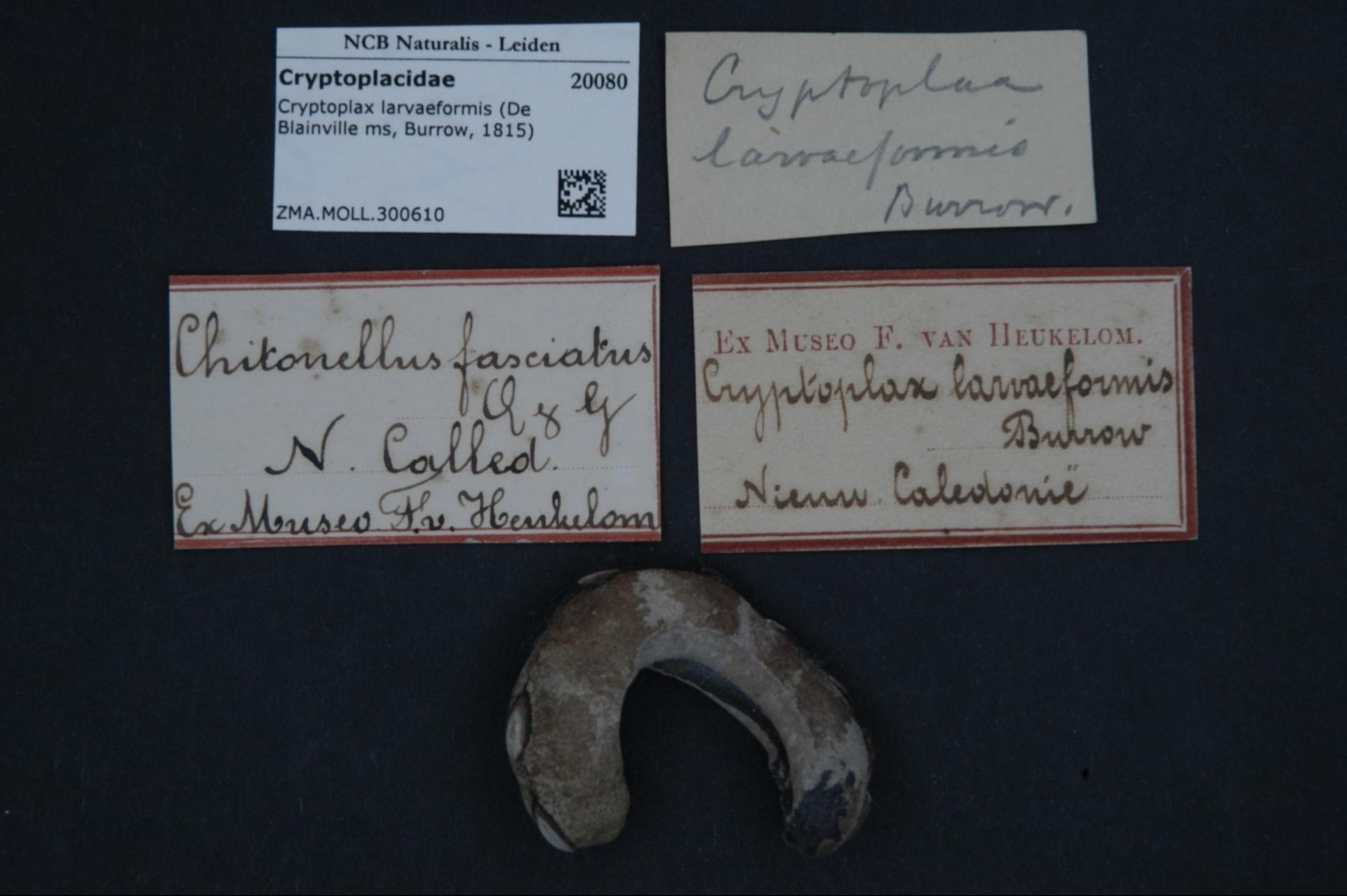 how to mine bitcoin free